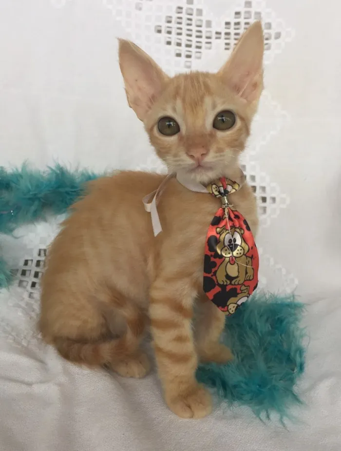 Gato ra a SRD idade Abaixo de 2 meses nome SMIGOL 
