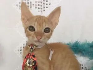 Gato raça SRD idade Abaixo de 2 meses nome SMIGOL 