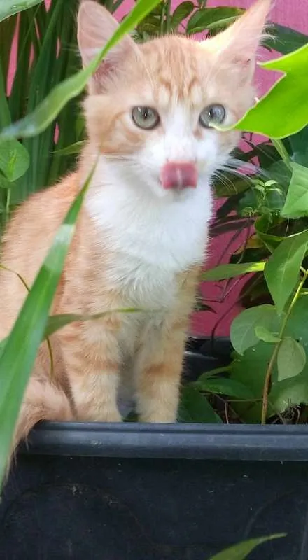 Gato ra a srd idade 7 a 11 meses nome O novo dono escolhe