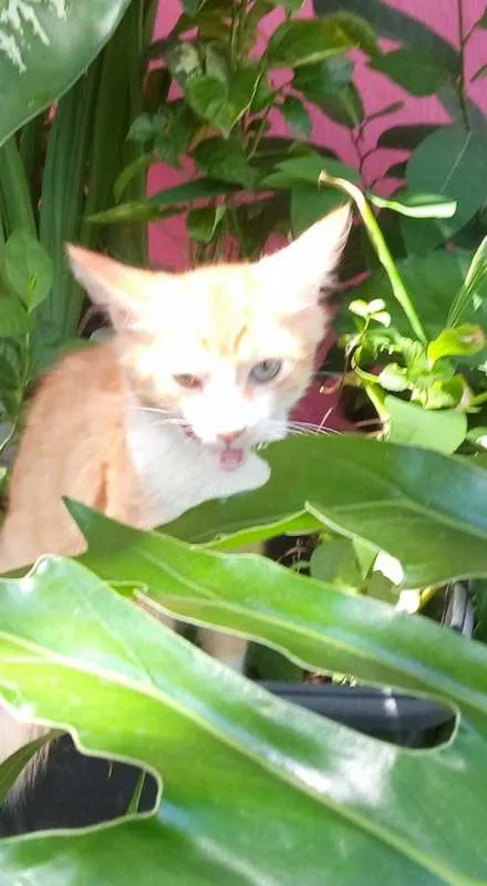 Gato ra a srd idade 7 a 11 meses nome O novo dono escolhe