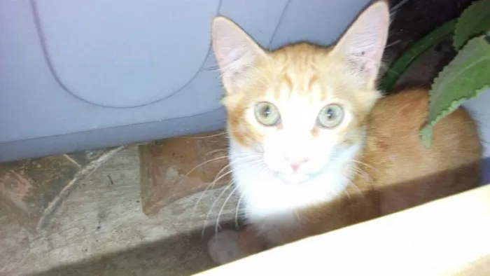 Gato ra a srd idade 7 a 11 meses nome O novo dono escolhe
