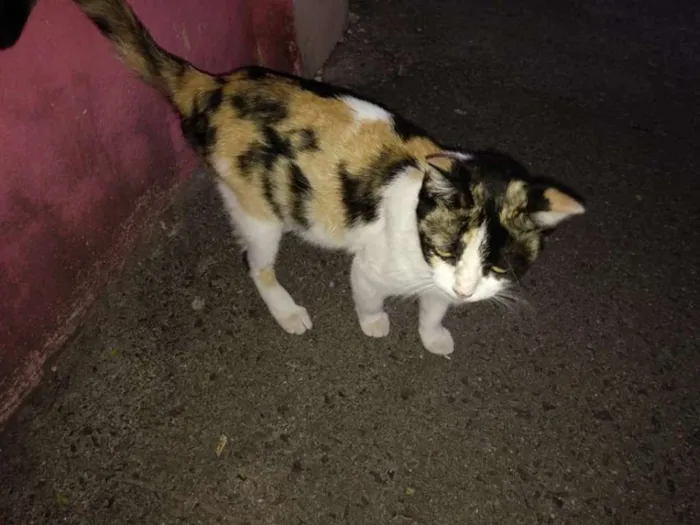 Gato ra a srd idade 7 a 11 meses nome O novo dono escolhe
