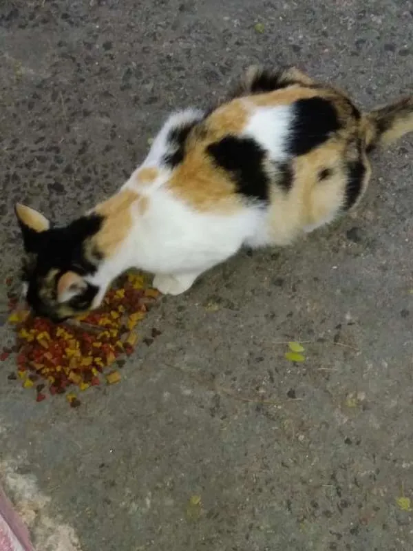 Gato ra a srd idade 7 a 11 meses nome O novo dono escolhe