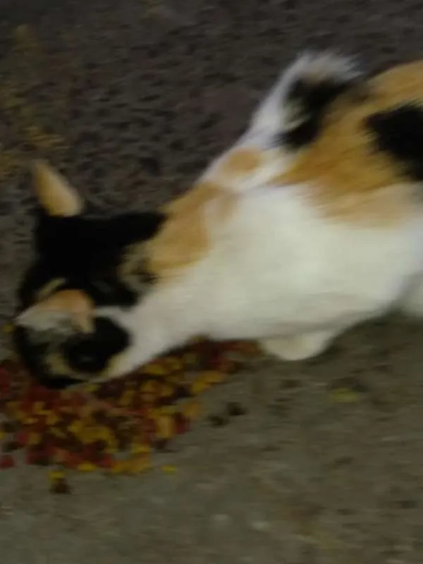 Gato ra a srd idade 7 a 11 meses nome O novo dono escolhe