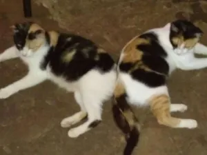 Gato raça srd idade 7 a 11 meses nome O novo dono escolhe