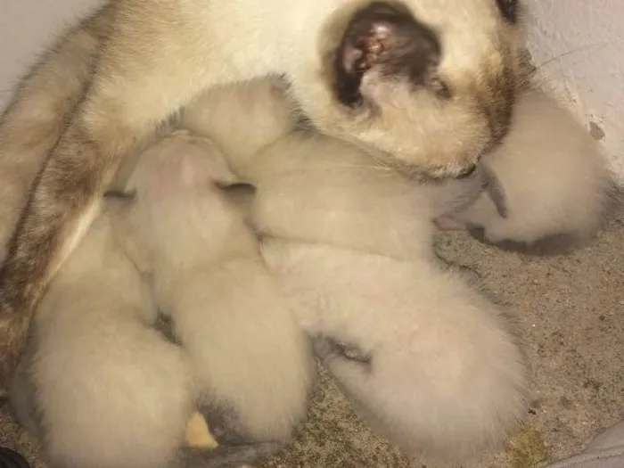 Gato ra a Siamês puro idade Abaixo de 2 meses nome Sem nome