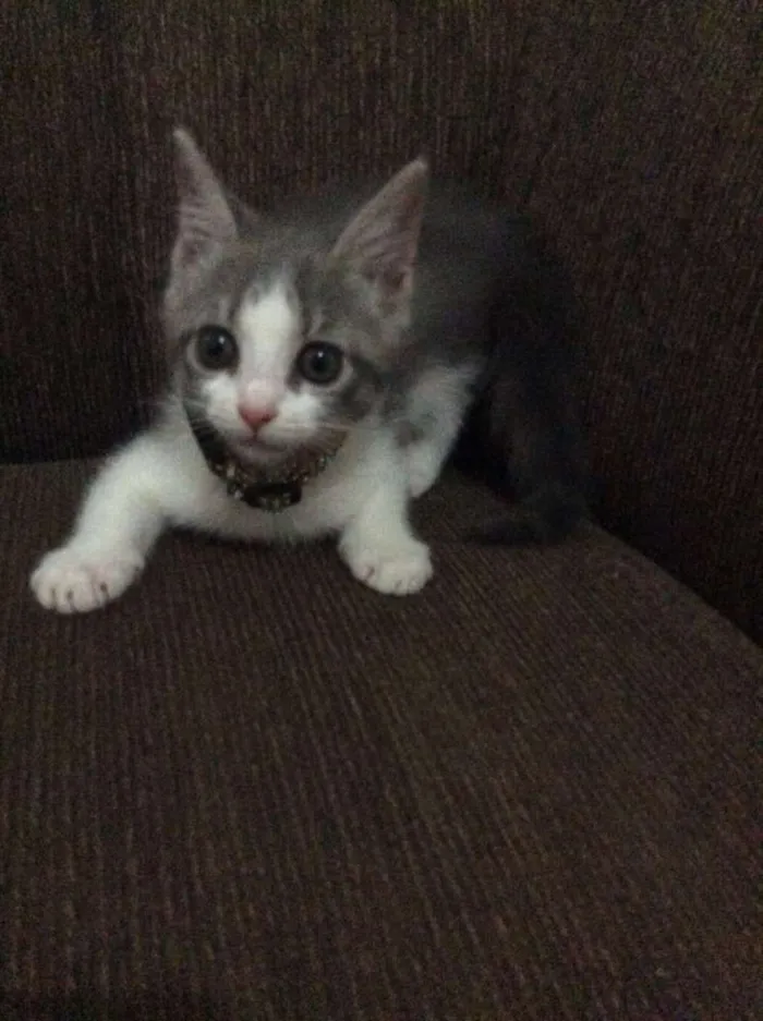 Gato ra a Não sei  idade 2 a 6 meses nome Sem nome