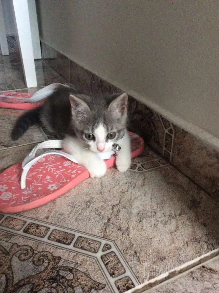 Gato ra a Não sei  idade 2 a 6 meses nome Sem nome