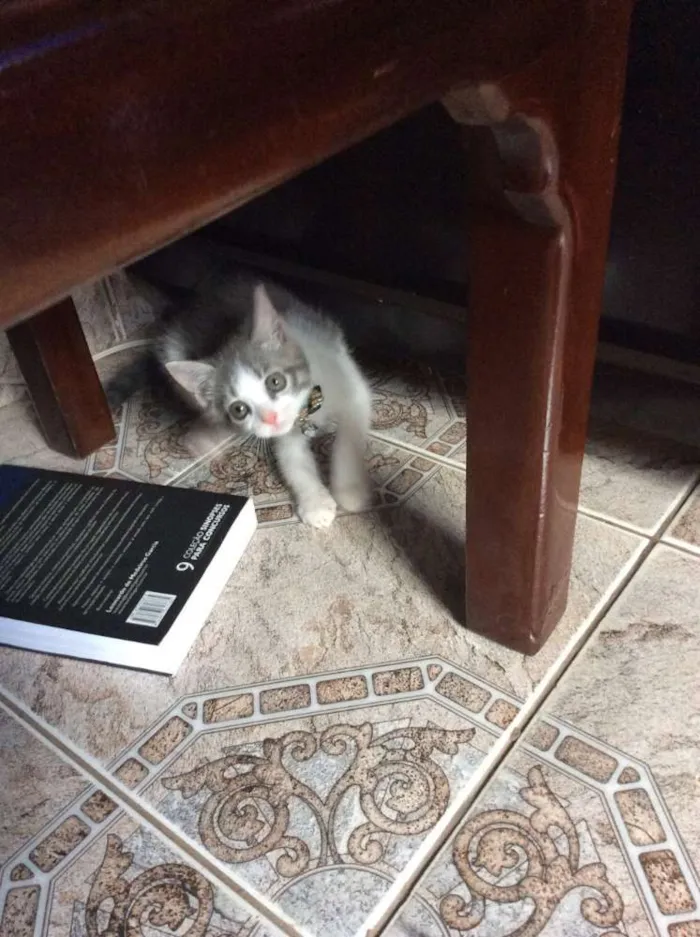 Gato ra a Não sei  idade 2 a 6 meses nome Sem nome