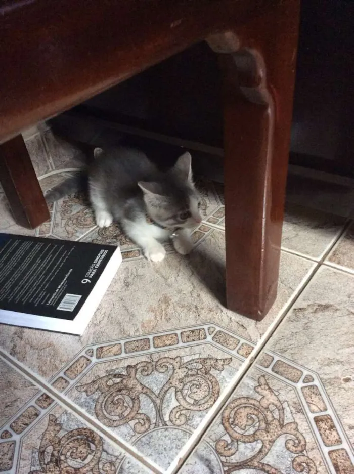Gato ra a Não sei  idade 2 a 6 meses nome Sem nome