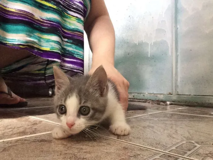 Gato ra a Não sei  idade 2 a 6 meses nome Sem nome