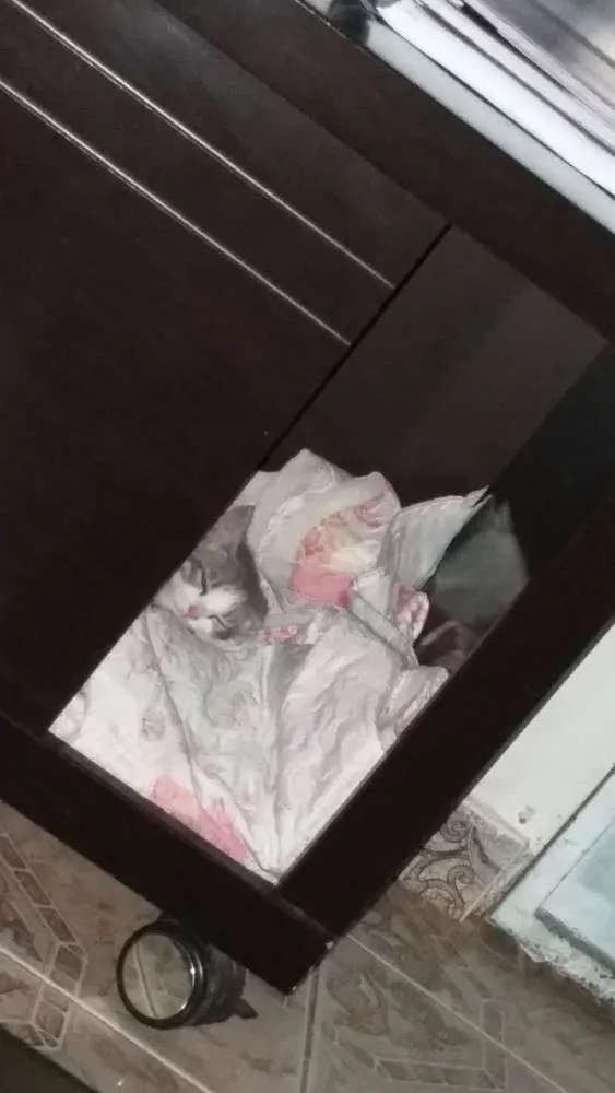 Gato ra a Não sei  idade 2 a 6 meses nome Sem nome