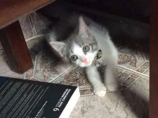 Gato ra a Não sei  idade 2 a 6 meses nome Sem nome