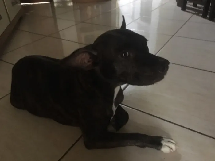 Cachorro ra a SRD idade 1 ano nome Nao sei