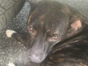 Cachorro raça SRD idade 1 ano nome Nao sei