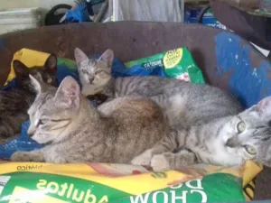 Gato raça SRD idade 2 a 6 meses nome Mila, Mimi,Mica e Mi