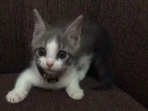 Gato raça Não sei  idade 2 a 6 meses nome Sem nome