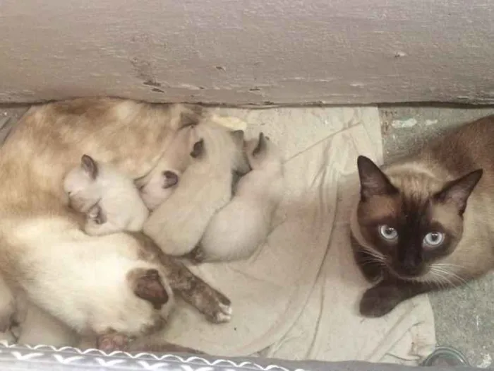 Gato ra a Siamês puro idade Abaixo de 2 meses nome Sem nome