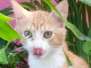Gato raça srd idade 7 a 11 meses nome O novo dono escolhe