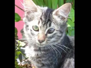 Gato raça SRD idade 1 ano nome O novo dono escolhe