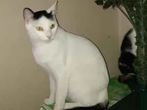 Gato raça SRD idade 1 ano nome O novo dono escolhe