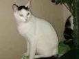 O novo dono escolhe