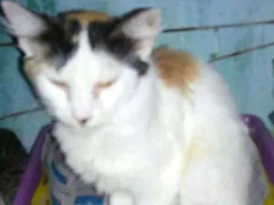 Gato raça mestiça idade 1 ano nome O novo dono escolhe