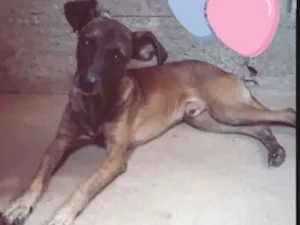 Cachorro raça SRD idade 3 anos nome Elvis