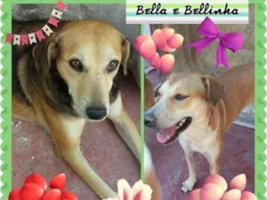 Cachorro raça SRD idade 4 anos nome O novo dono escolhe