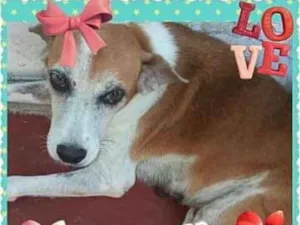 Cachorro raça SRD idade 3 anos nome O novo dono escolhe