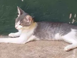 Gato raça SRD idade 2 a 6 meses nome Luna