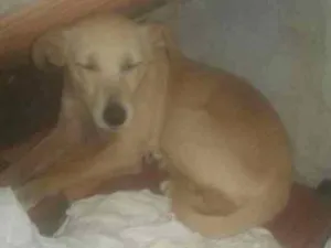 Cachorro raça  idade  nome Nao sei o nome 