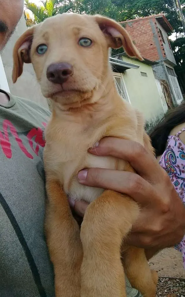 Cachorro ra a RND idade 2 a 6 meses nome Donna