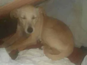 Cachorro raça  idade  nome Nao sei o nome 