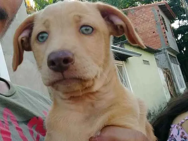 Cachorro ra a RND idade 2 a 6 meses nome Donna