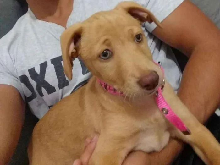 Cachorro ra a RND idade 2 a 6 meses nome Donna