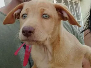 Cachorro raça RND idade 2 a 6 meses nome Donna