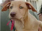 Cachorro raça RND idade 2 a 6 meses nome Donna