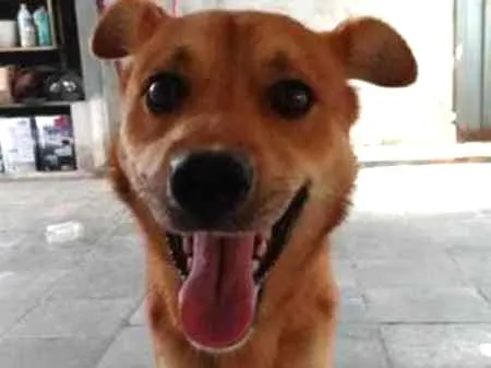 Cachorro ra a Vira Lata idade 1 ano nome Bass