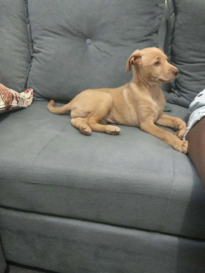 Cachorro ra a RND idade 2 a 6 meses nome Donna