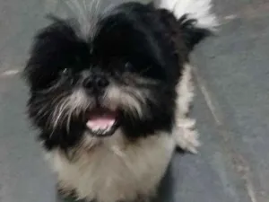 Cachorro raça Shiy tysu idade 2 anos nome Olaf