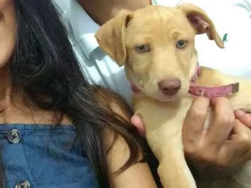 Cachorro ra a RND idade 2 a 6 meses nome Donna