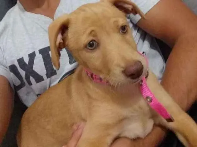 Cachorro ra a RND idade 2 a 6 meses nome Donna