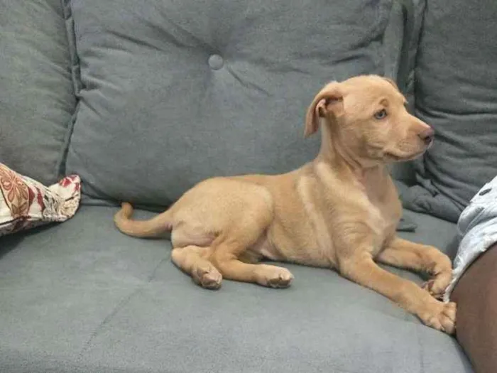 Cachorro ra a RND idade 2 a 6 meses nome Donna