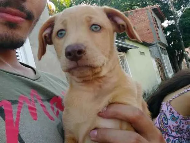Cachorro ra a RND idade 2 a 6 meses nome Donna