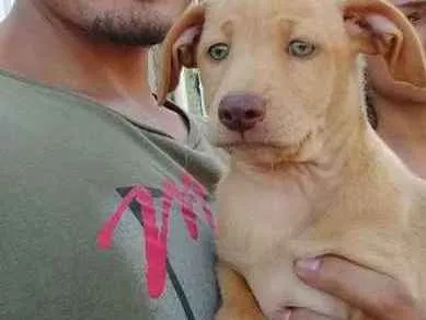 Cachorro ra a RND idade 2 a 6 meses nome Donna