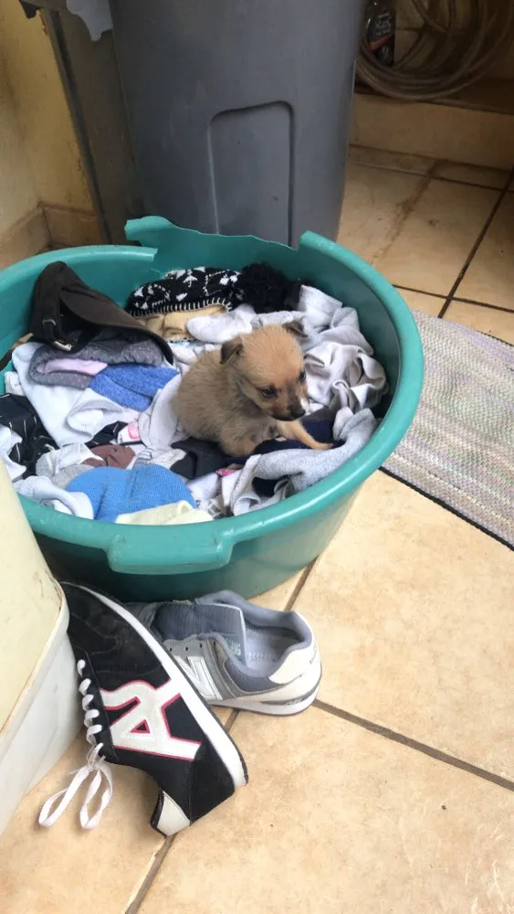 Cachorro ra a Indefinida idade Abaixo de 2 meses nome Lili
