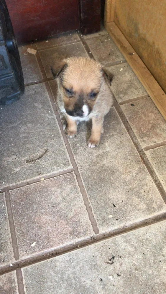 Cachorro ra a Indefinida idade Abaixo de 2 meses nome Lili