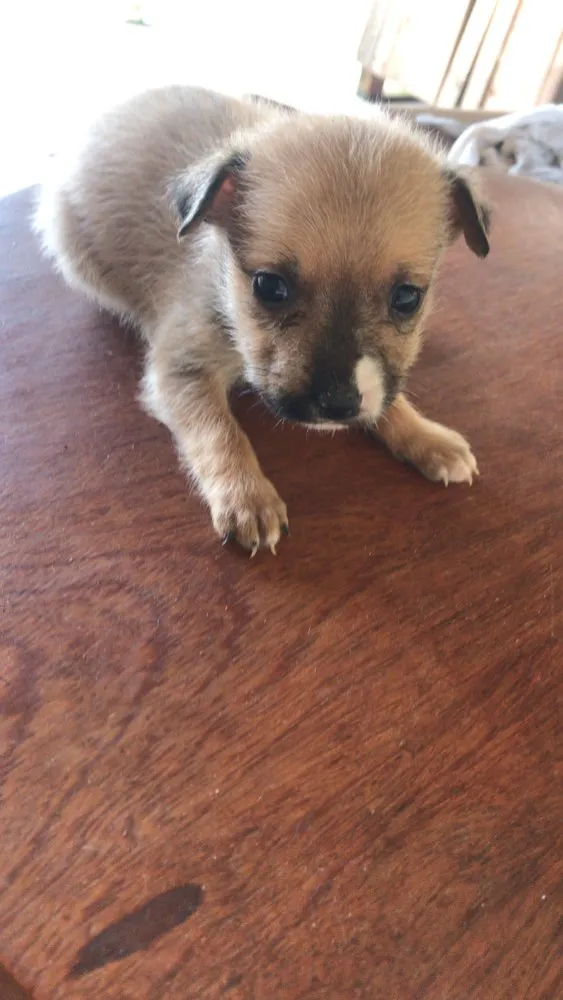 Cachorro ra a Indefinida idade Abaixo de 2 meses nome Lili