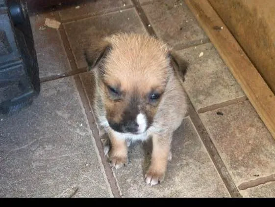 Cachorro ra a Indefinida idade Abaixo de 2 meses nome Lili